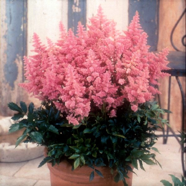 Country and Western Astilbe