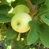 Yellow Transparent Apple Trees