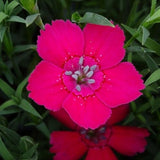 Zing Rose Dianthus