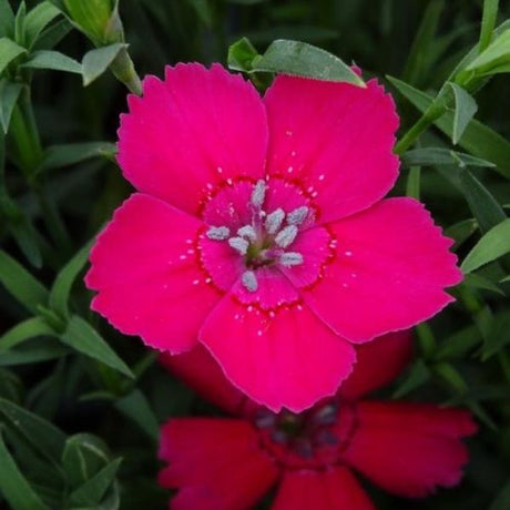 Zing Rose Dianthus