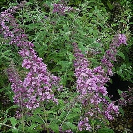 Pink Delight Butterfly Bush