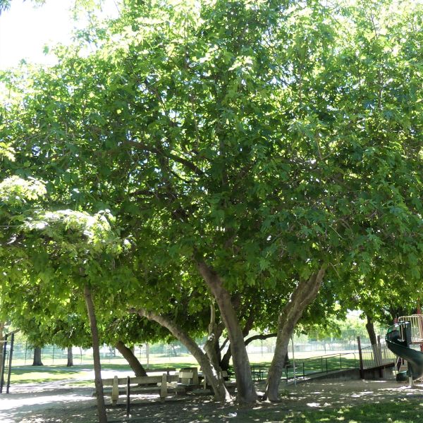 Black Mission Fig Tree