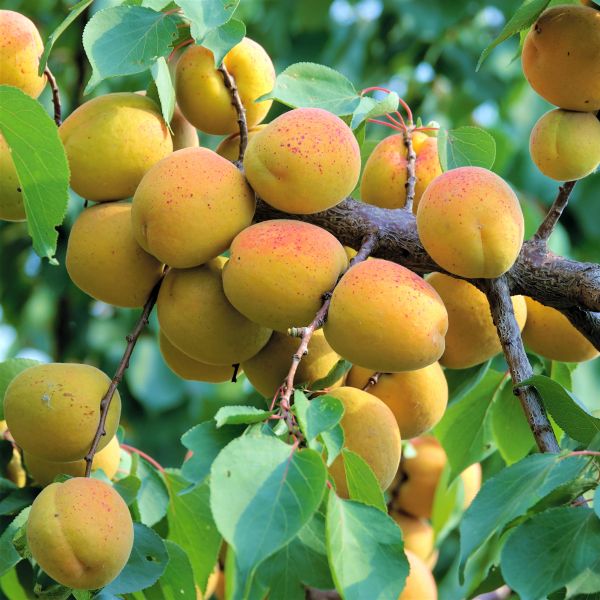 Goldcot Apricot Tree