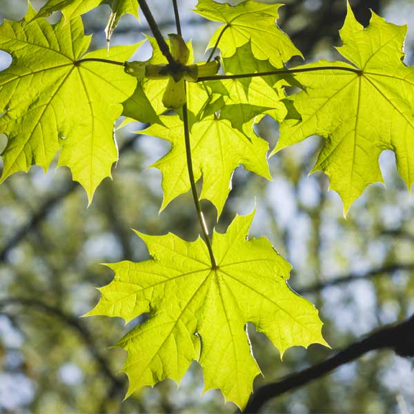 Norway Maple