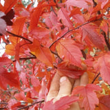 Royal Raindrops&reg; Flowering Crabapple