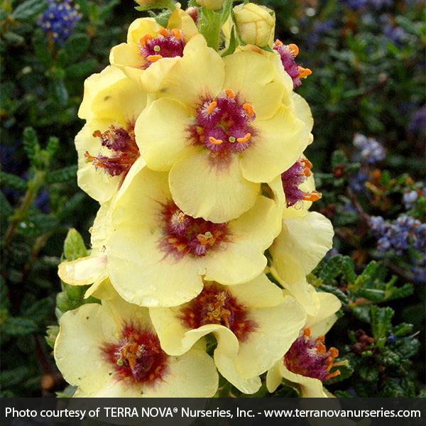 Dark Eyes Verbascum