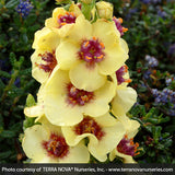 Dark Eyes Verbascum