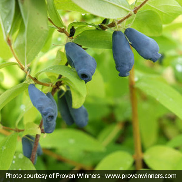 Sugar Mountain® Eisbar Sweetberry Honeysuckle Bush