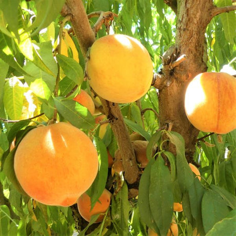 Santa Barbara Peach Tree