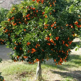 Indio Mandarinquat Tree