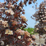 Summer Wine&reg; Ninebark Tree Form