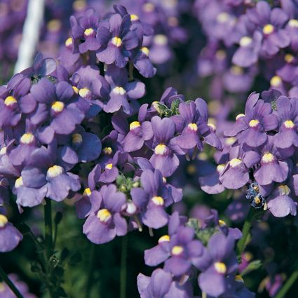 Nemesia Blue Bird