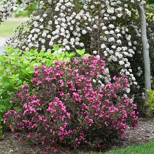 Wine & Roses&reg; Weigela