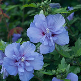 Blue Chiffon&reg; Rose of Sharon Shrub