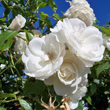 Iceberg Rose Tree