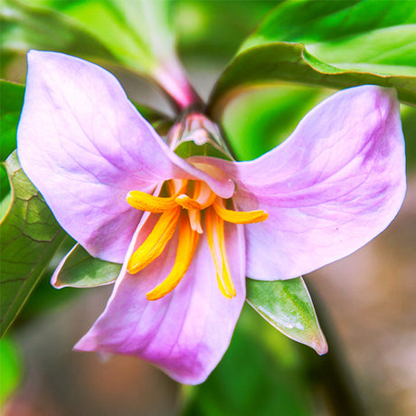 Catesbaei Trillium