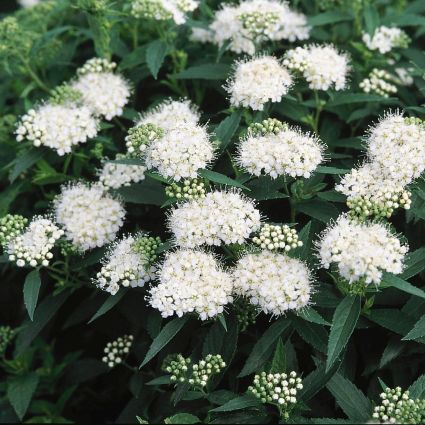 Japanese White Spirea