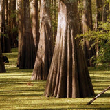 Pond Cypress Tree