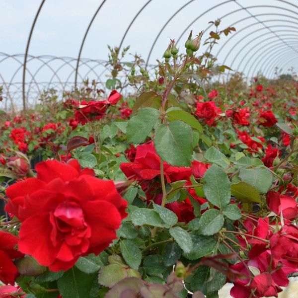 Champlain Shrub Rose