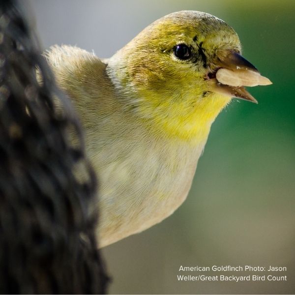 Audubon&reg; Native Smoketree