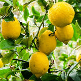 Santa Teresa Lemon Tree