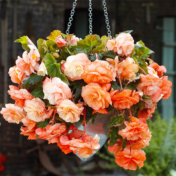 Apricot Hanging Basket Begonia