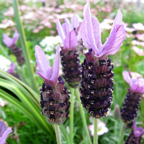 Otto Quast Spanish Lavender