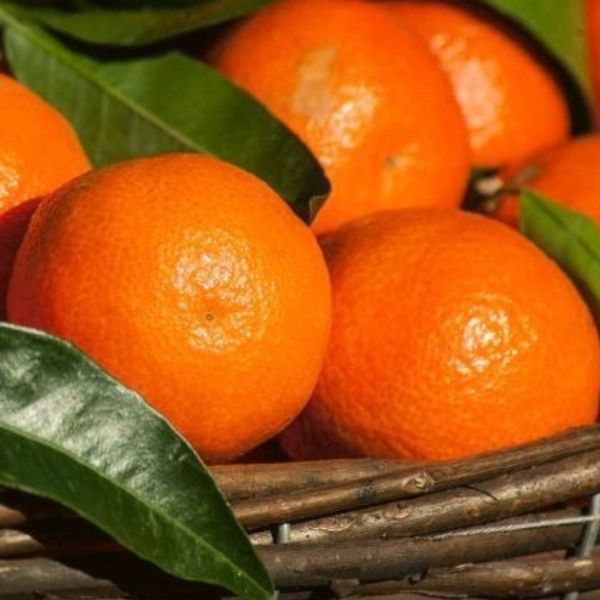 California Honey Mandarin Tree