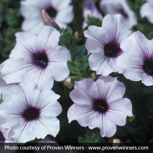 Supertunia&reg; Mini Blue Veined Petunia