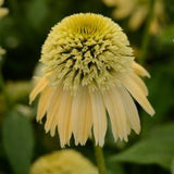 Double Scoop Lemon Cream Coneflower