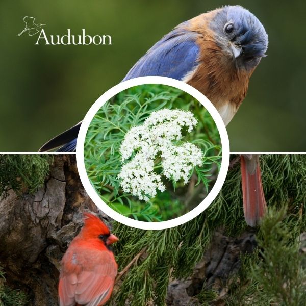 Audubon&reg; Native Elderberry