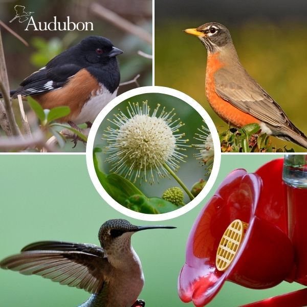 Audubon&reg; Native Buttonbush