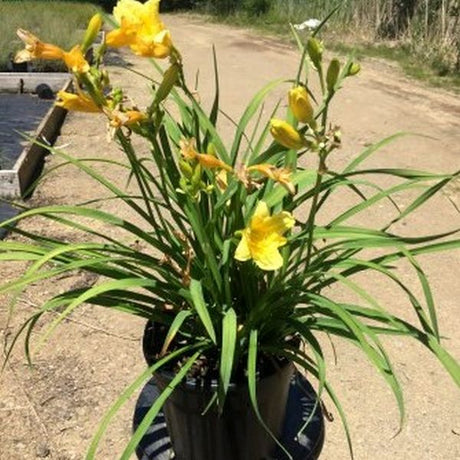 Pocket Full of Gold&reg; Daylily