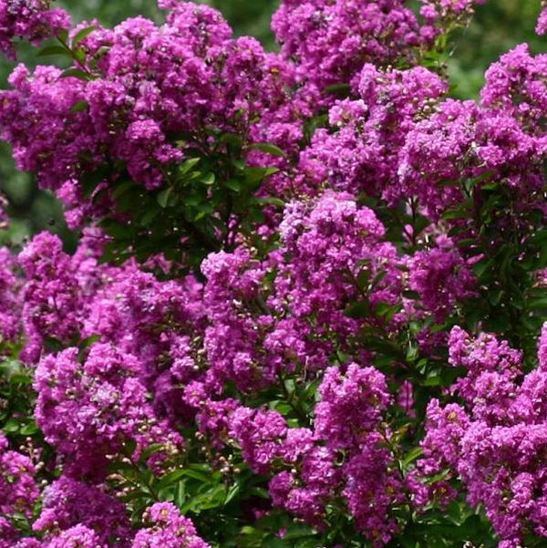 Purple Crape Myrtle