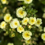 First Editions&reg; Lemon Meringue&trade; Potentilla