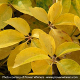 Yellow Wall Virginia Creeper