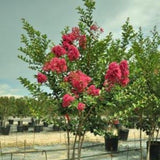 Tonto Crape Myrtle