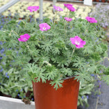 New Hampshire Purple Geranium