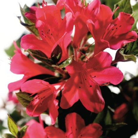 Encore&reg; Autumn Ruby&reg; Azalea Tree