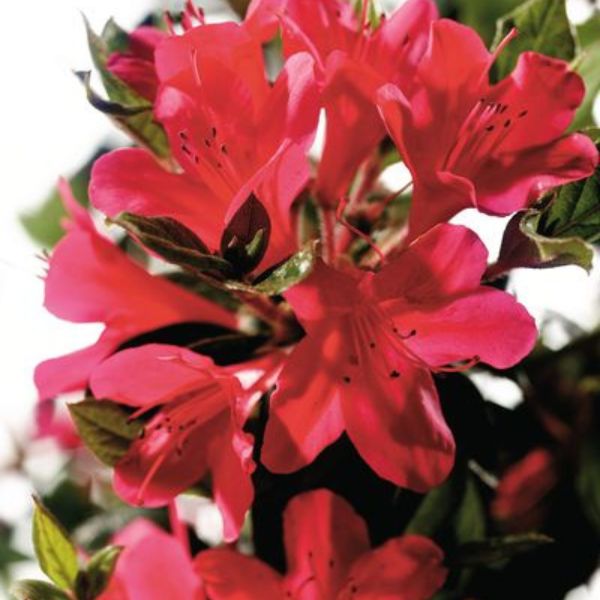 Encore&reg; Autumn Ruby&reg; Azalea Tree