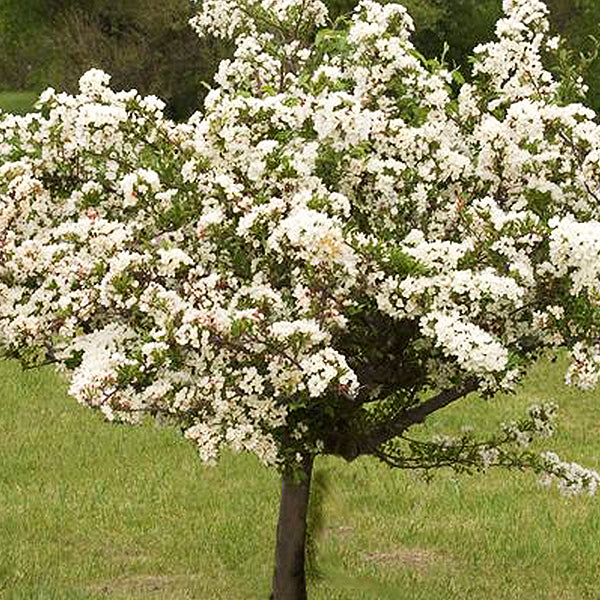 Tina Sargent crabapple tree in full white bloom