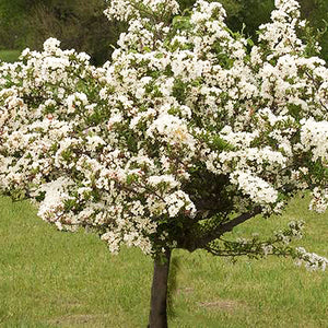 Tina Sargent crabapple tree in full white bloom