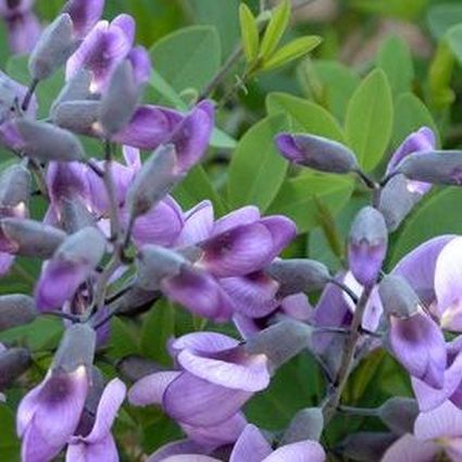 Purple Smoke False Indigo