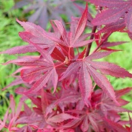 Shaina Japanese Maple