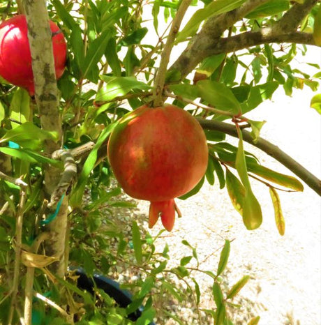 Wonderful Pomegranate Tree