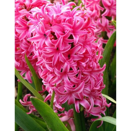 Pink Pearl Hyacinth