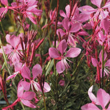 Gaura Karalee Petite Pink