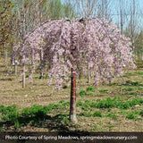 Pink Snow Showers&trade; Weeping Cherry