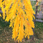 Shademaster Honeylocust