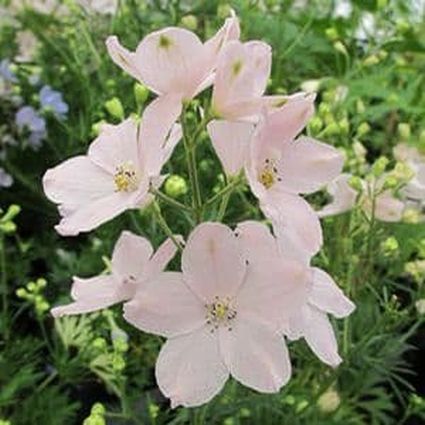 Summer Mornings Delphinium